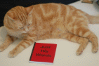 Mikey the orange cat looking at 'Just His Words' with approval